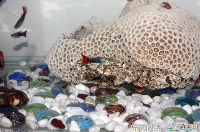 养了一条小鱼