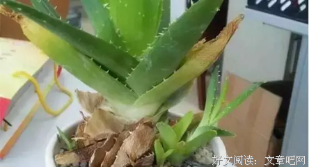 用爱养的花