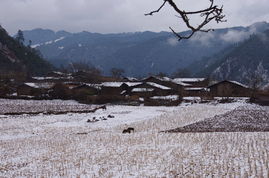 诺雪