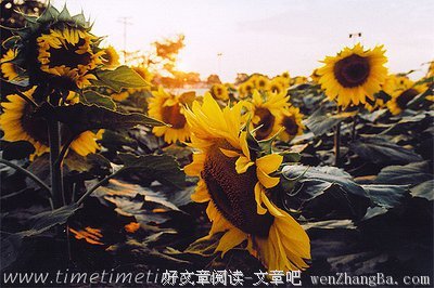 愿你生如少年