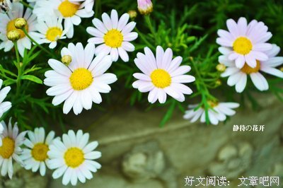 静待花开