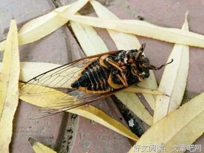 蝉家班长习：为什么要那么努力？因为我爱的人超完美。