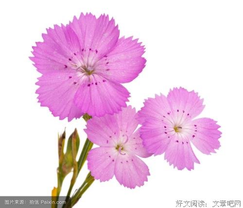 香见欢