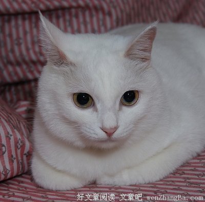 白猫黑猫