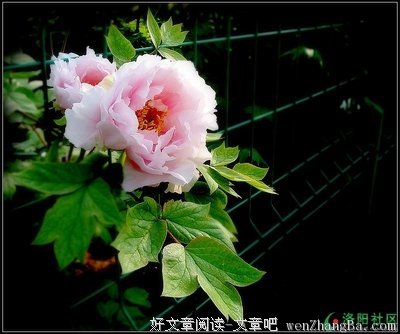 护短