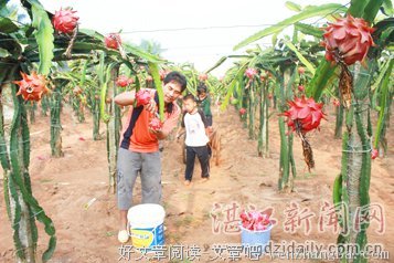 杨柑，“追梦”来了