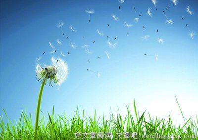  淡淡的离愁，蒲公英将要飘散