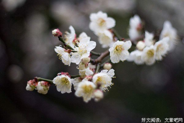 我好想与你再看一场杏花雨
