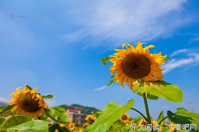 我的太阳