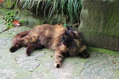 一角的猫