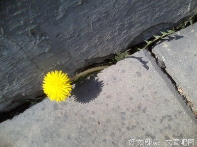 绽放生命