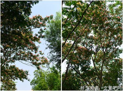 玛格丽特花开