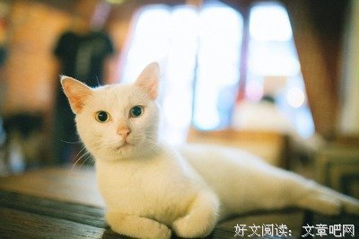 丑猫