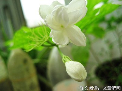 喜欢你很久