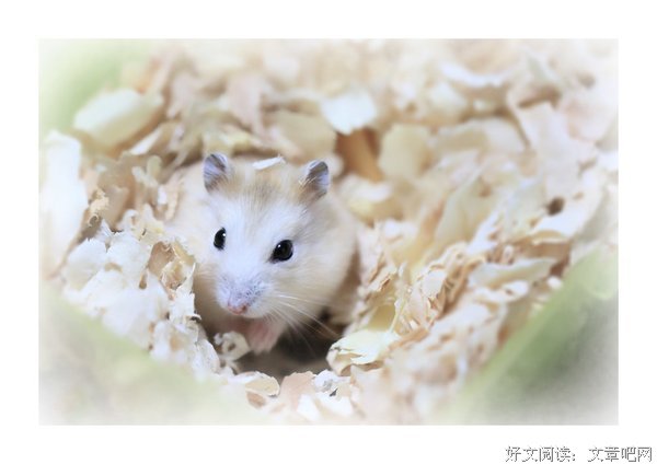 小仓鼠