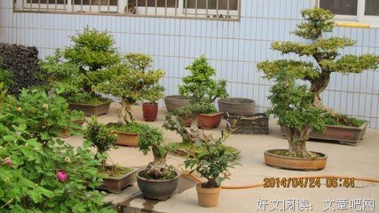 小院儿