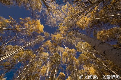 我和白桦树
