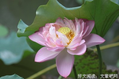 傻娘