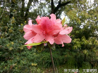 清晨梦呓