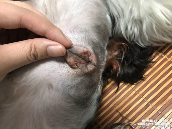 母狗