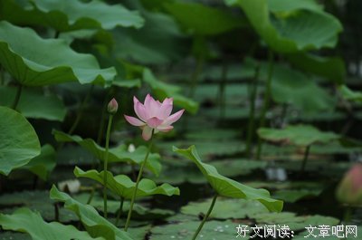 清水芙蓉