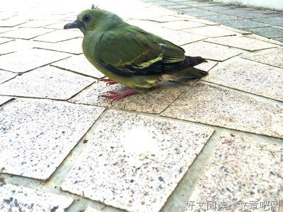 小鸟死了
