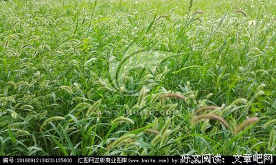 微风拂过叶飘零