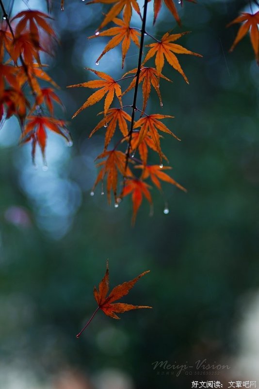 知秋