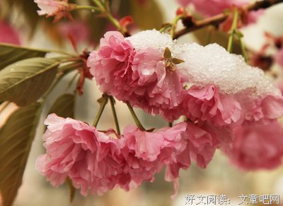 盼雪