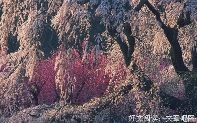 浪漫樱花