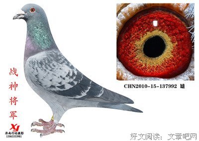 将军与战神