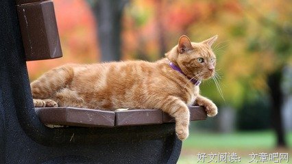 橘猫
