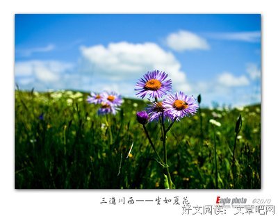 生如夏花