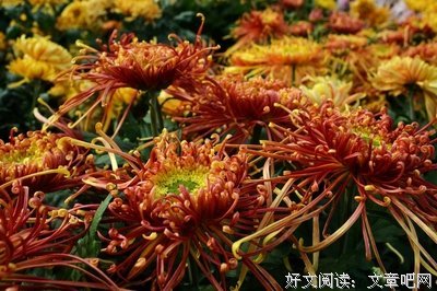 为你倾城