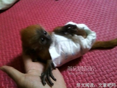 养过猴子