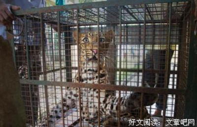 出逃的影子
