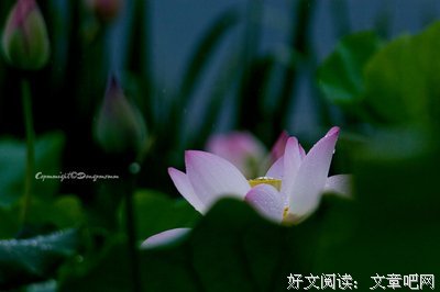 柳狗头
