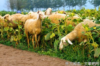 清晨邂逅