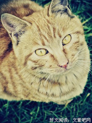 我是一只流浪猫