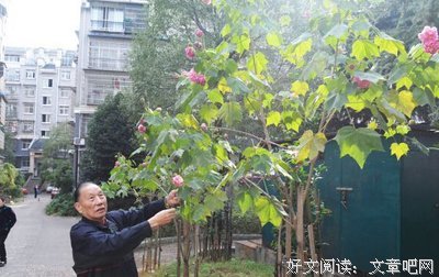 黄爷爷