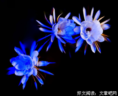 昙花般的时光