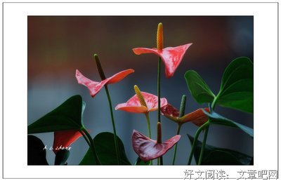 热情未退，热血难凉
