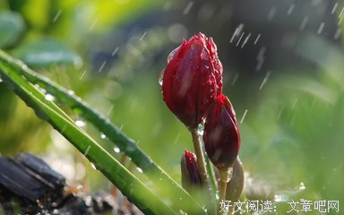 遇见那一瓣落花