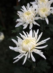 来世愿为崖上花