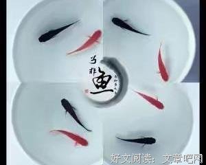 童心的浪漫表达