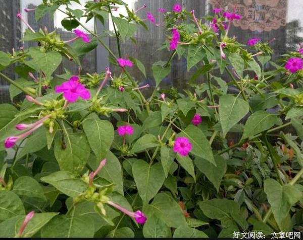 又见紫茉莉