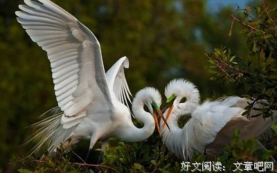 相若翱翔