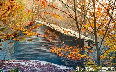 深秋的大树