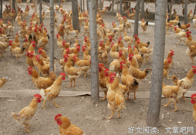 猪爸爸与小猪仔们