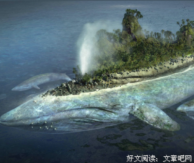乌龟的奇妙旅程